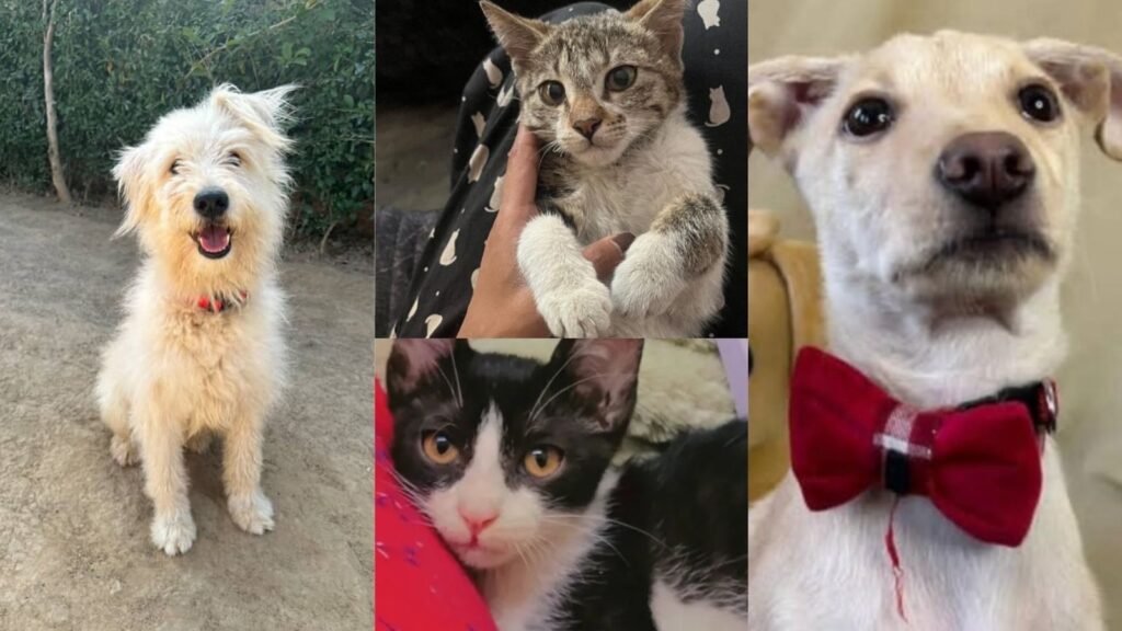 Adopt a Pet: Looking for a companion in Delhi-NCR? Date these dashing, furry buddies!