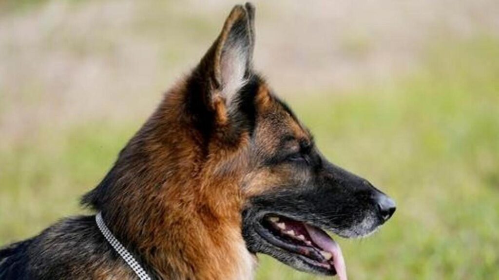 Ahmedabad Municipal Corporation planning new rules to regulate pet dog ownership