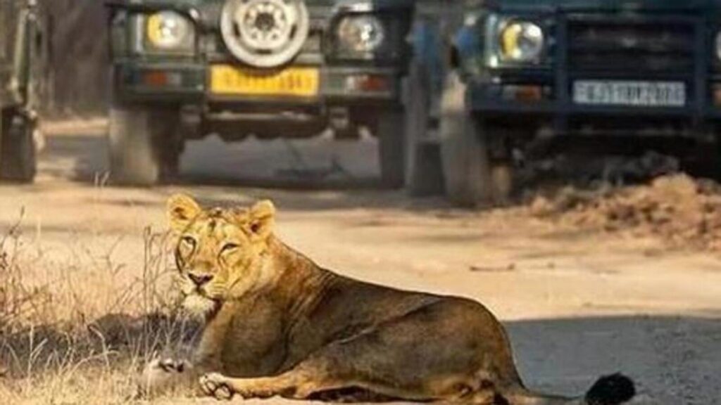 Asiatic lion population in Gujarat sees 32.2% jump; rises to 891: CM Patel