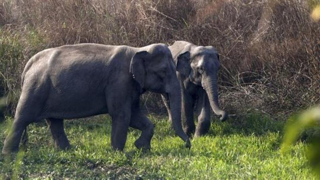 Assam: 2 killed in 2 elephant attacks in 24 hours near Numaligarh town