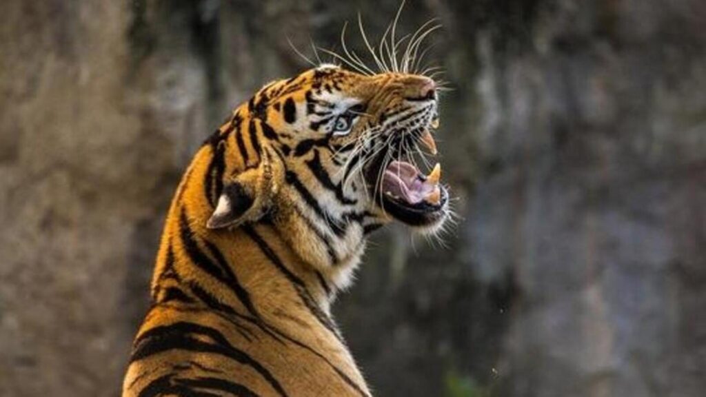 Assam villagers kill tiger on suspicion of being man eater: Police