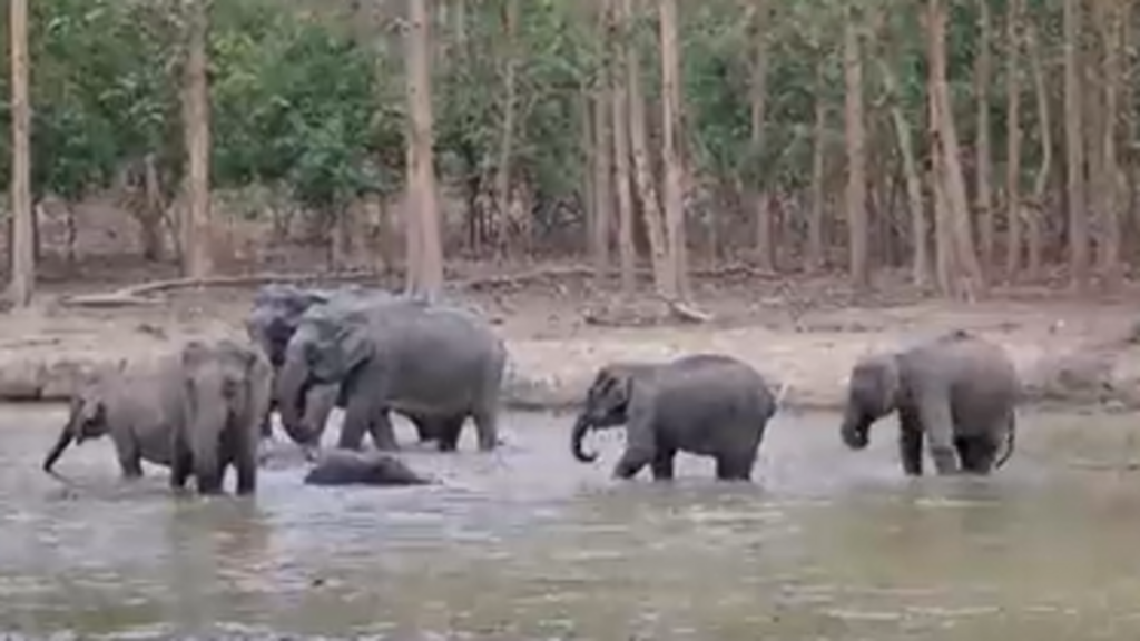Baby elephants get ‘Z plus security’ from herd as they splash in the waters of UP tiger reserve. Watch | Trending