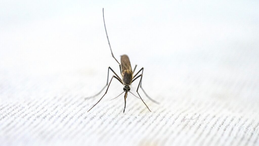 Beat dengue and malaria with a stronger immune system: Add these foods to your daily diet | Health