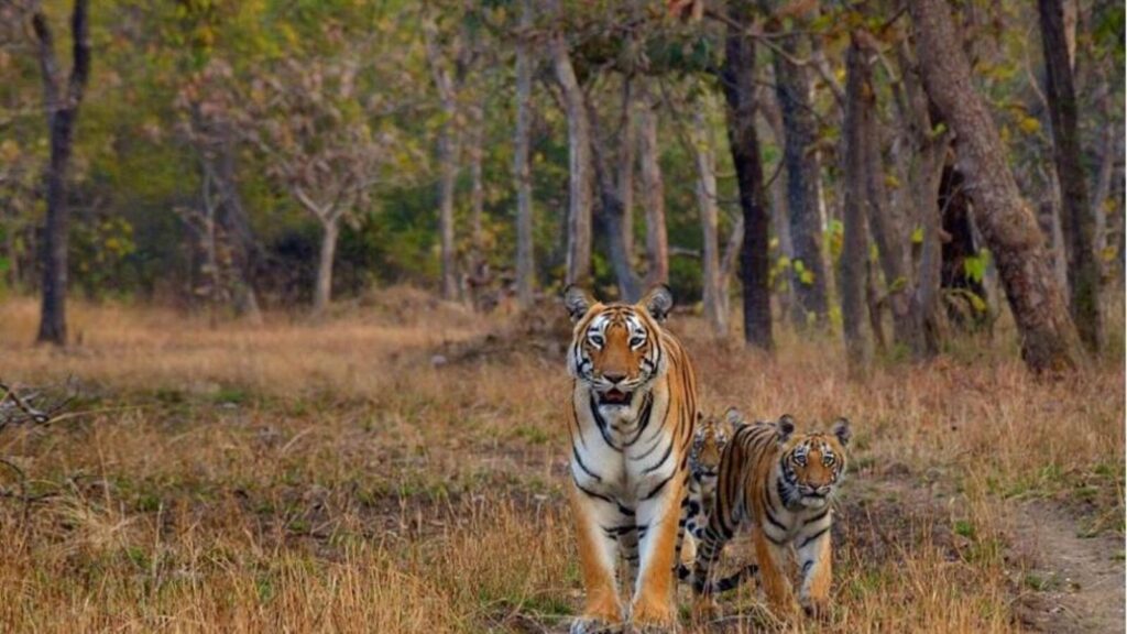 Bird flu: Tiger reserves, wildlife sanctuaries in Uttar Pradesh on alert