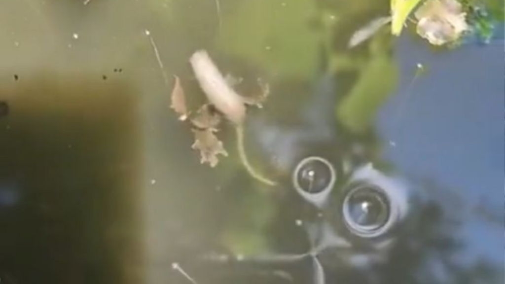 Bizarre rat-tailed creature lurking in murky water leaves internet creeped out yet captivated | Trending