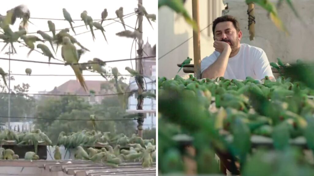 Chennai couple’s bird terrace, seen in Meiyazhagan, stirs hearts and controversy | Trending