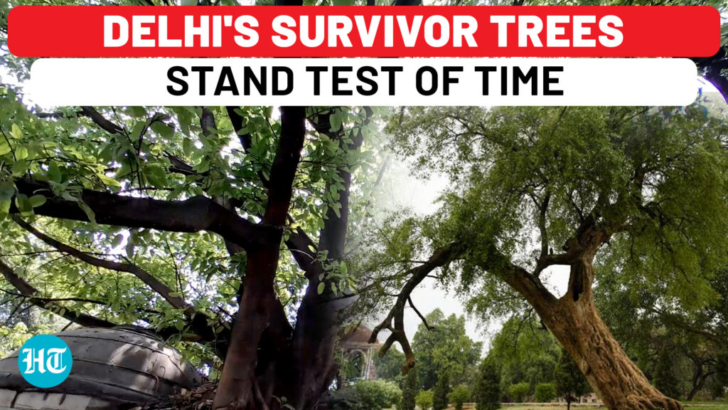 Delhi’s Defiant Trees: Silent Survivors Amid Concrete, Pollution and Chaos