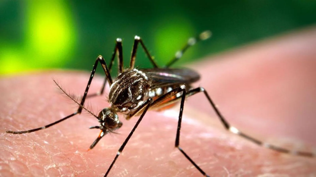 Dengue hemorrhagic fever: Doctor shares warning signs of this severe form of dengue; know prevention tips | Health