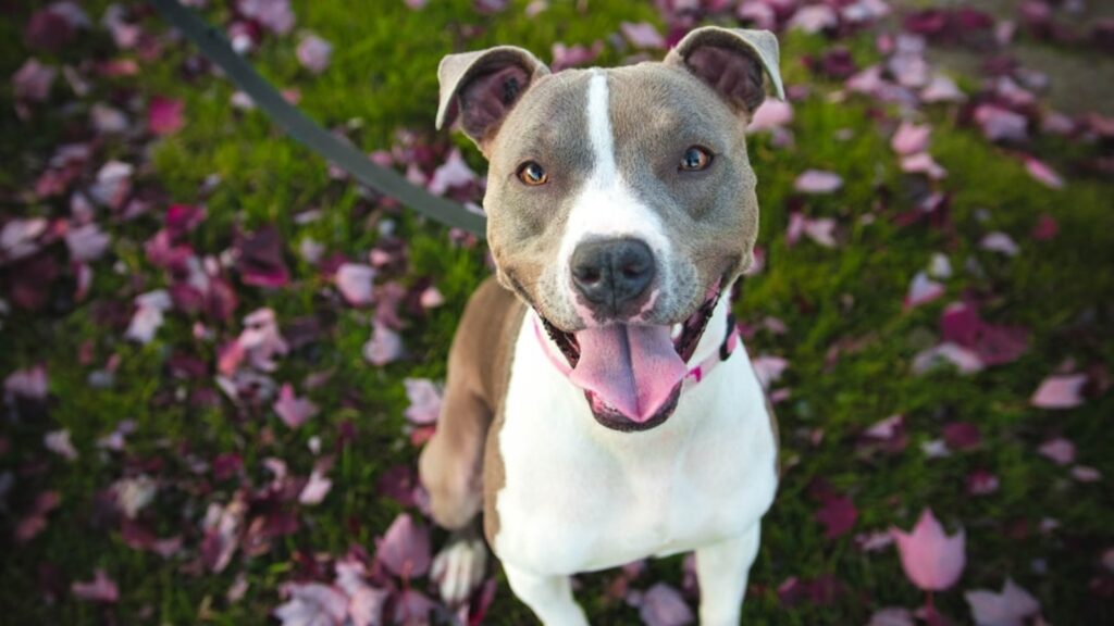 Dog abandoned in Atlanta with heartbreaking note finds new hope after social media appeal | Trending