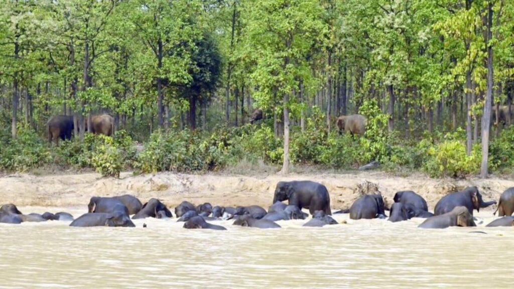 Elephant micro-habitats in WB helps bring down human deaths, crop damage | Kolkata