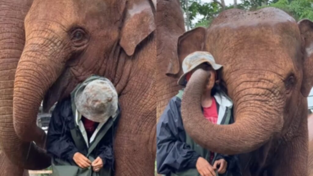 Elephants lovingly shield caretaker from rain in viral video: ‘Don’t worry, everything will be okay’ | Trending