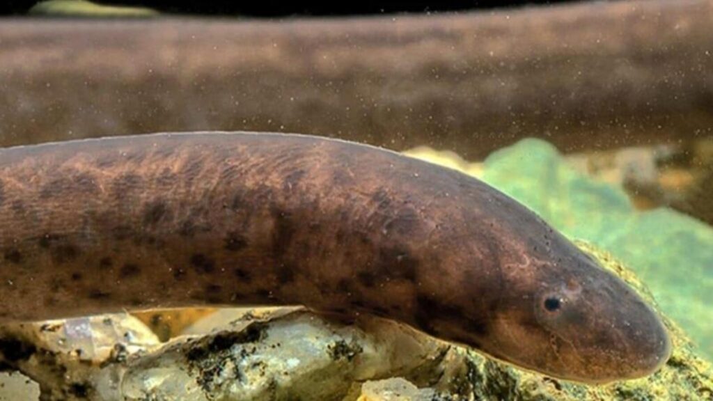 Fish species Moringua hodgarti rediscovered after a century in Arunachal Pradesh