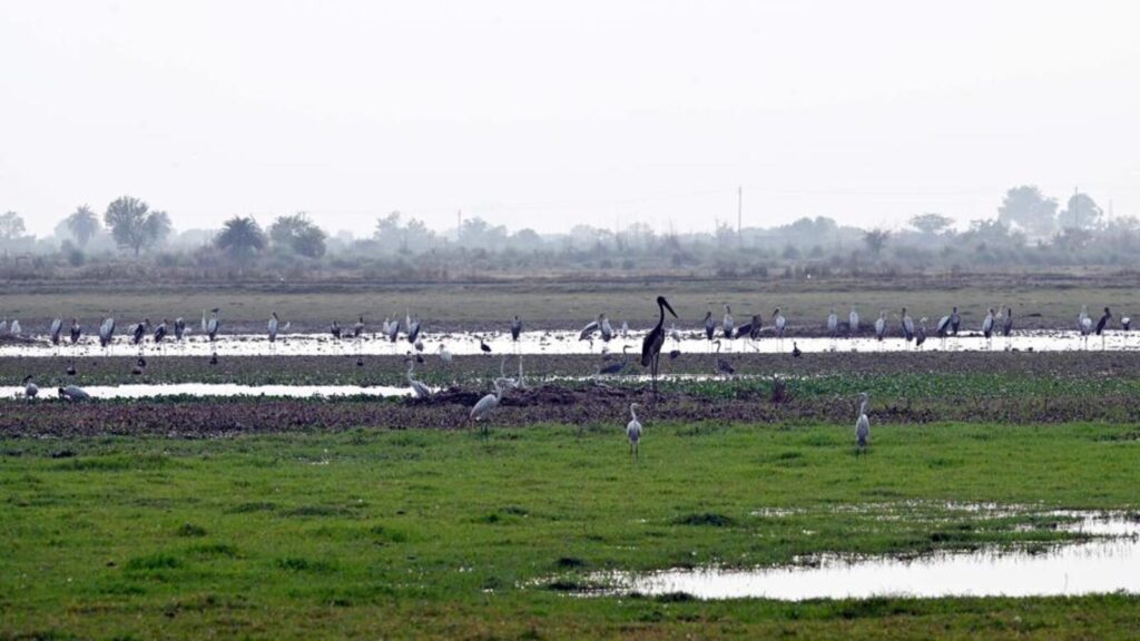 For Sarus, hope glides over drying waters of Dhanauri wetland | Latest News Delhi