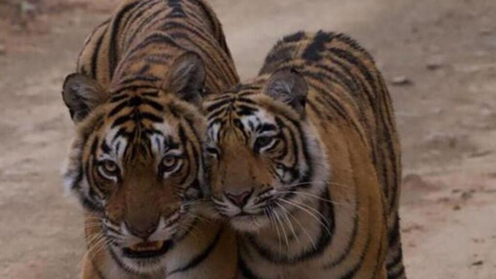 Forest officials finalise relocation of tiger cubs amid fatalities in Ranthambore
