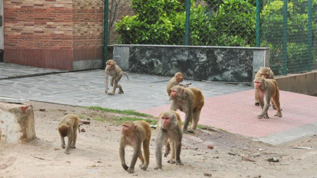 Ghaziabad: 2 residents move Allahabad high court over human-monkey conflict