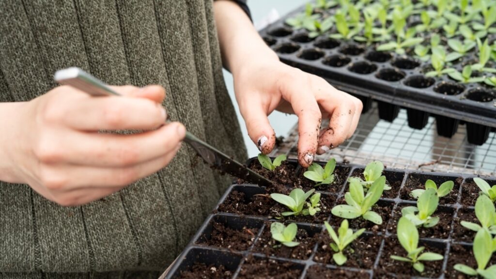 Grow this at home for better gut health: Homegrown foods that boost immunity, digestion and happiness | Health