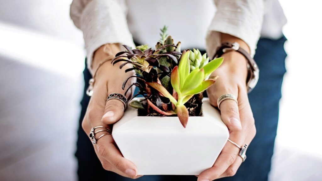 Grow your own probiotics: Ditch fancy diets, try these easy indoor plants at home to improve gut health, boost digestion | Health