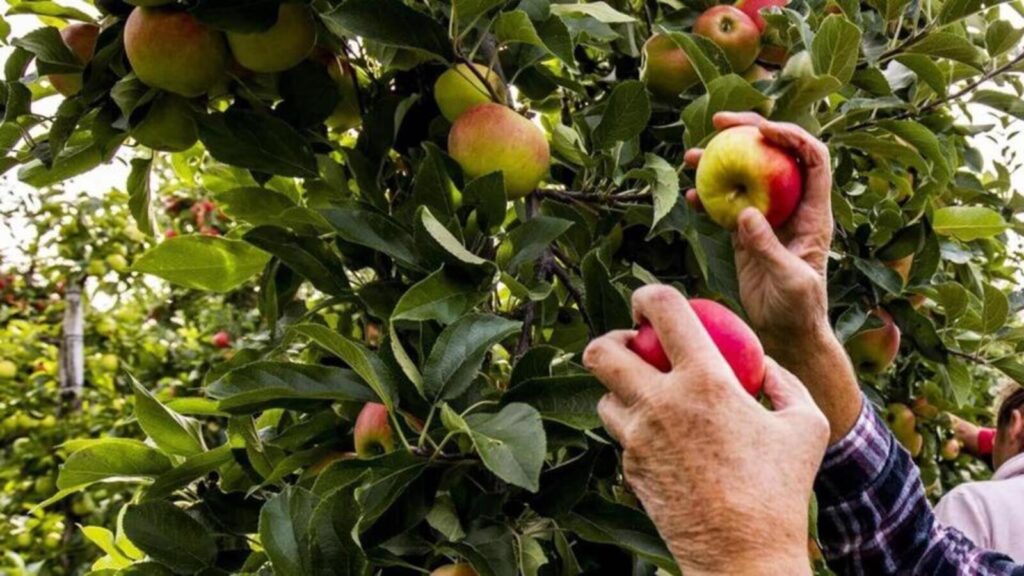 Himachal CM urges PM Modi to ban apple imports from Turkey