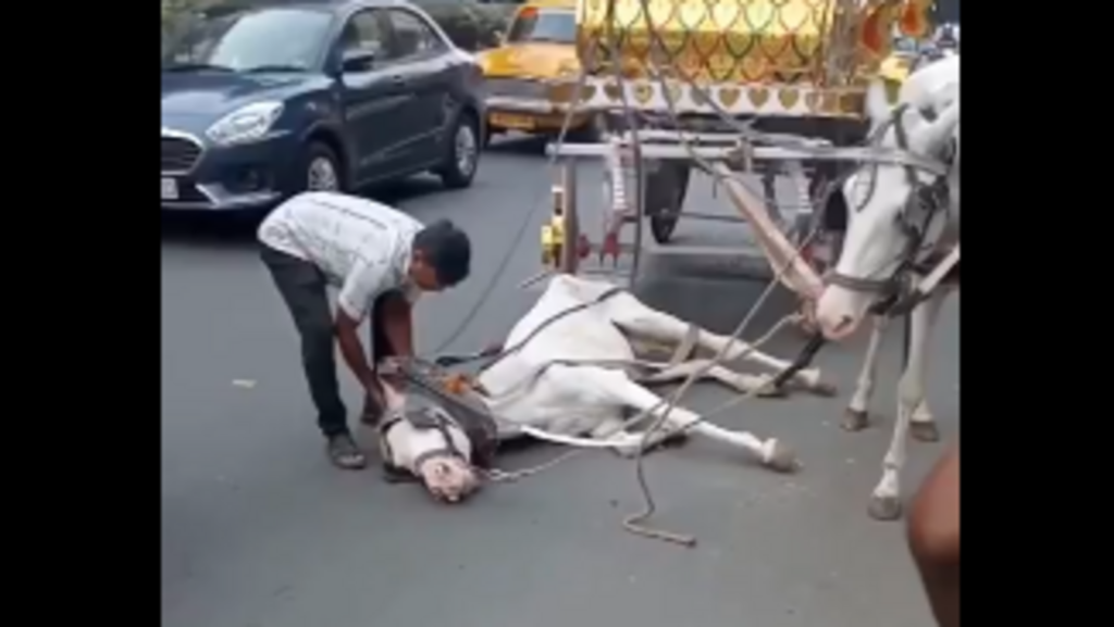 Horse collapses from heatstroke in Kolkata, police books handler for cruelty as video sparks outrage | Trending