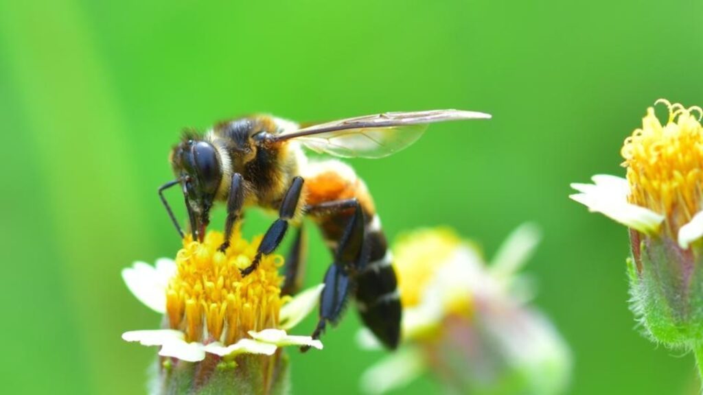 How nature-based farming is protecting pollinators
