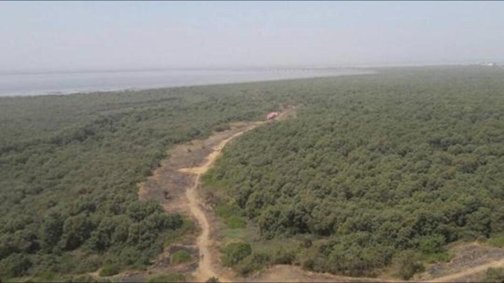 India’s forest, tree cover at 25.17% due to large scale plantation works: Govt to UN