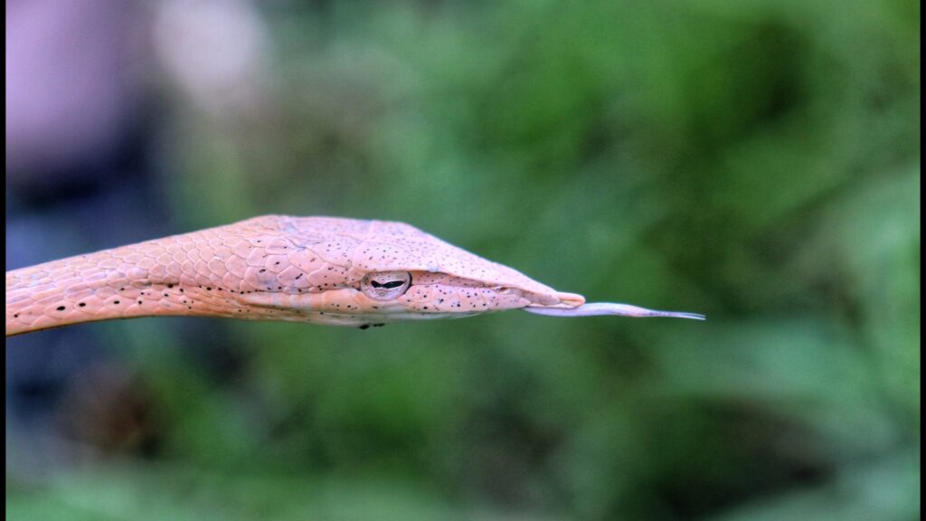 Kishanpur Wildlife Sanctuary: Another rare snake species sighted in Dudhwa