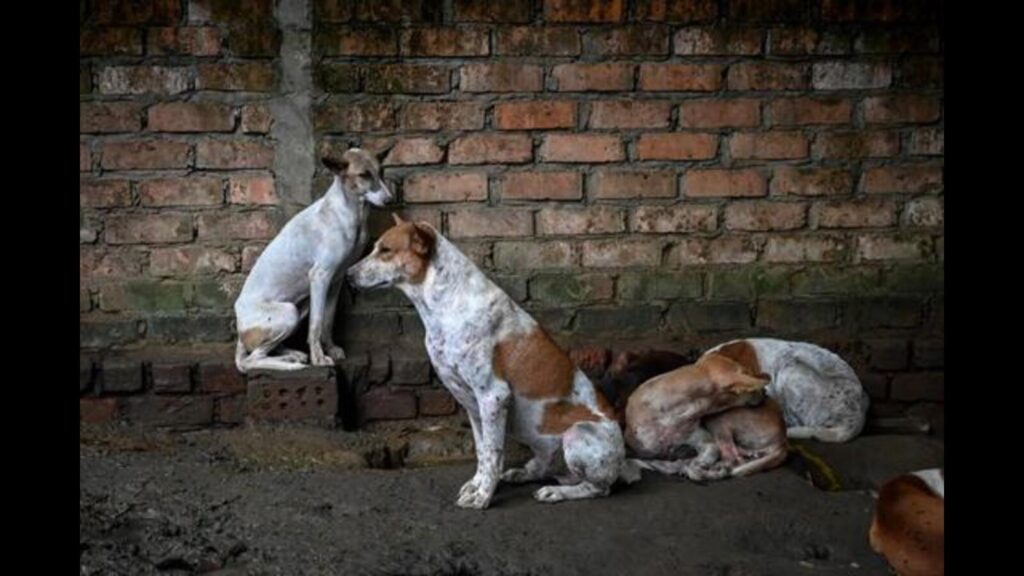 LMC plans India’s ‘first’ animal birth control training centre