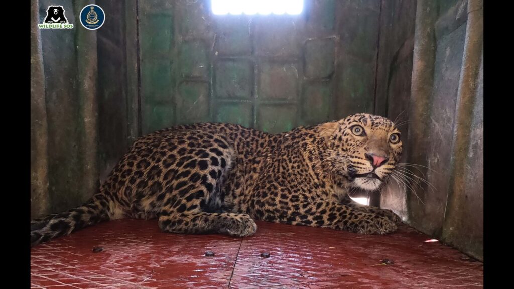 Leopards dispersing south of Junnar, expanding territory into human-dominated areas
