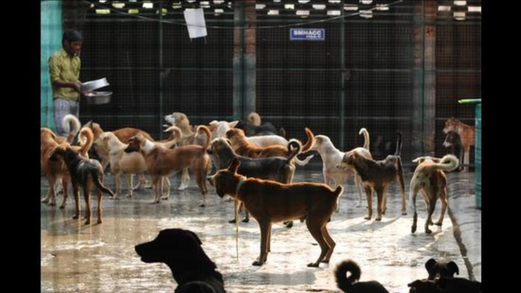 Ludhiana: Work for dog sanctuary to start today, says MP Arora