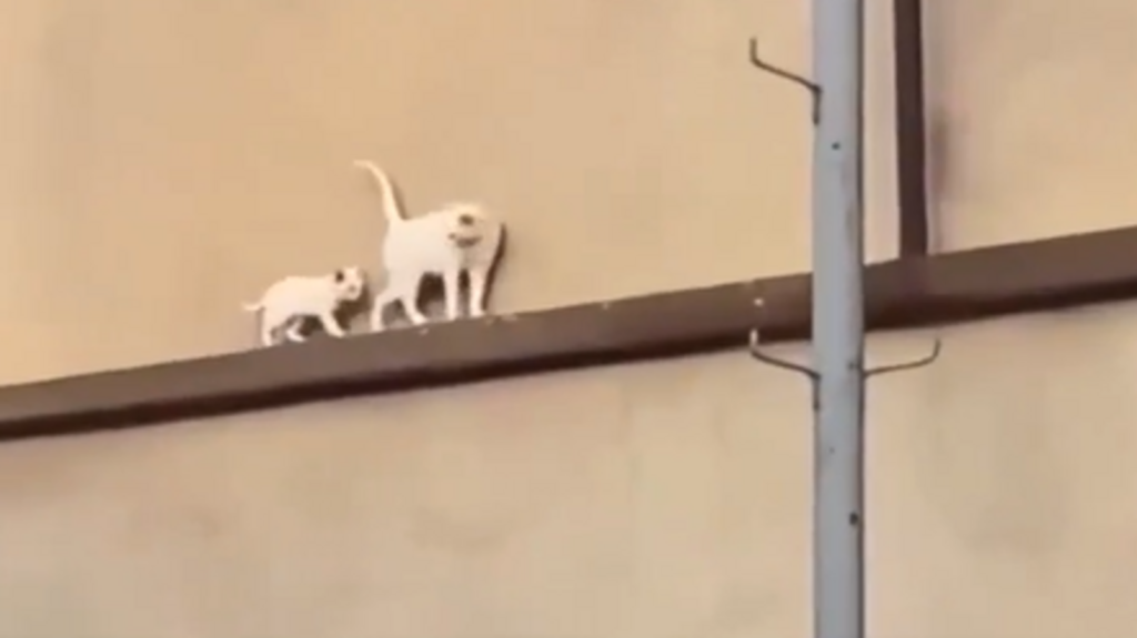 Mama cat looks back every few steps to ensure kitten’s safety on narrow high beam. Adorable video | Trending