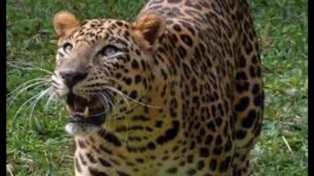 Man injured in leopard attack in Varanasi, search for big cat on