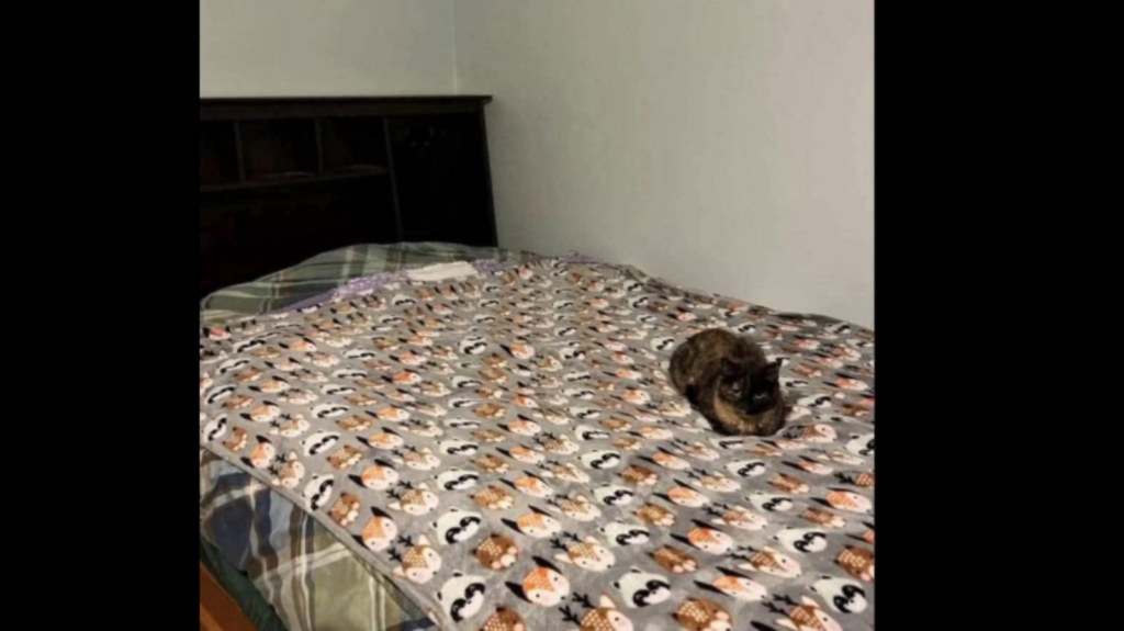 Optical illusion challenge: Can you find the second cat hiding in this tricky image? | Trending
