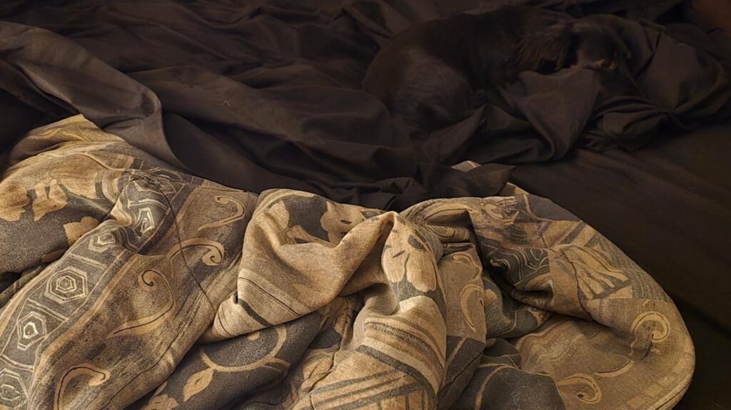 Optical illusion challenge: Find hidden dog in this image to earn the title of champion of perception | Trending