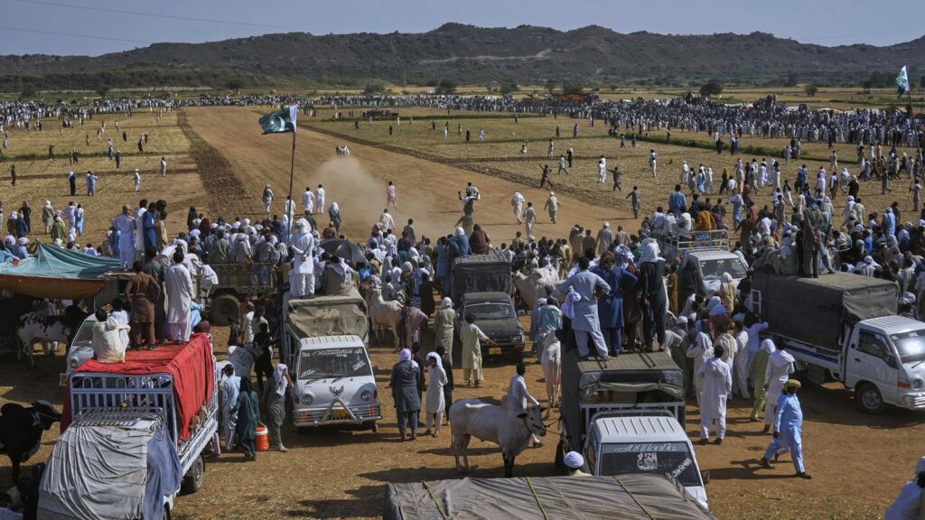 Pakistan’s bull racing takes on ‘Punjabi-style’ | In Pics | World News