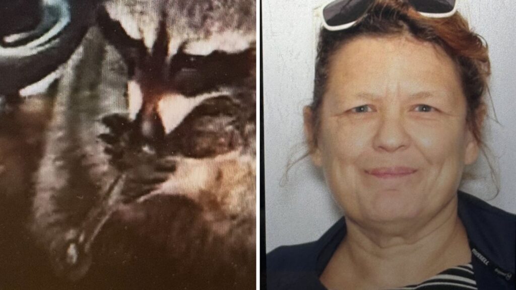Pet raccoon with meth pipe in driver’s seat adds strange twist to Ohio drug arrest. Watch | Trending