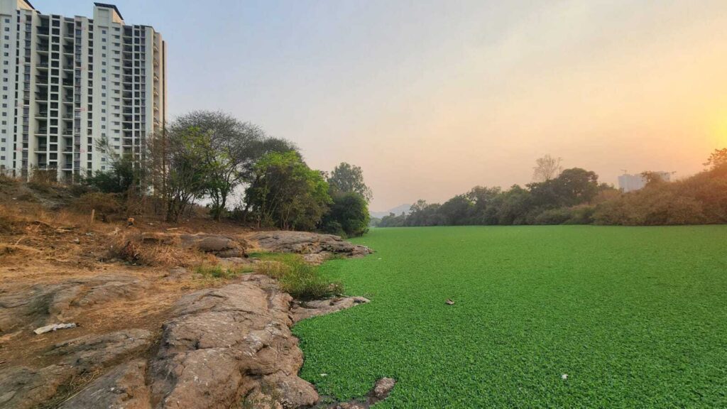 Pune hyacinth menace: After 2 months, environment dept clears only 5 of 43 water bodies
