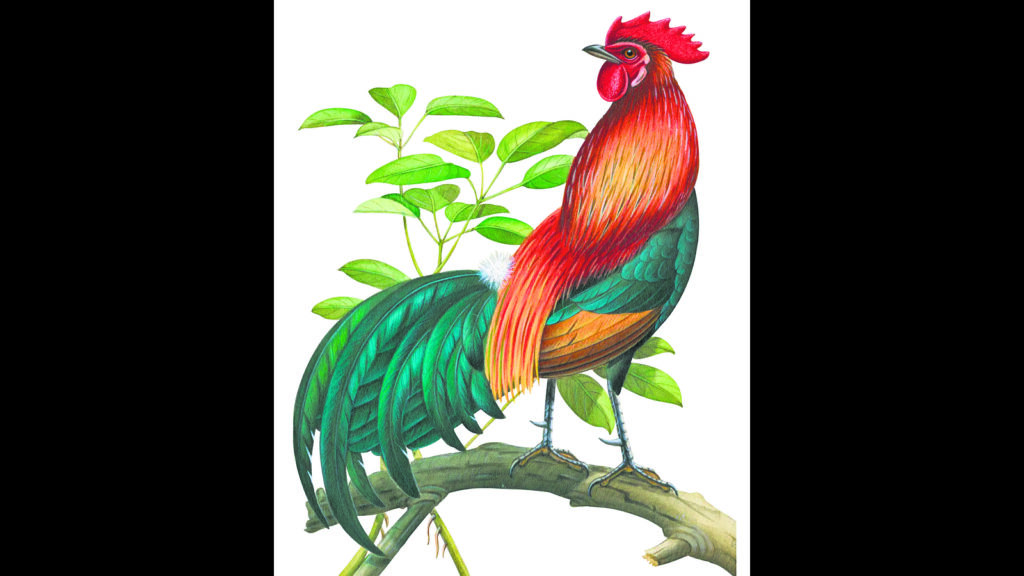 Quite a lot to crow about: Mridula Ramesh has some good news about chicken