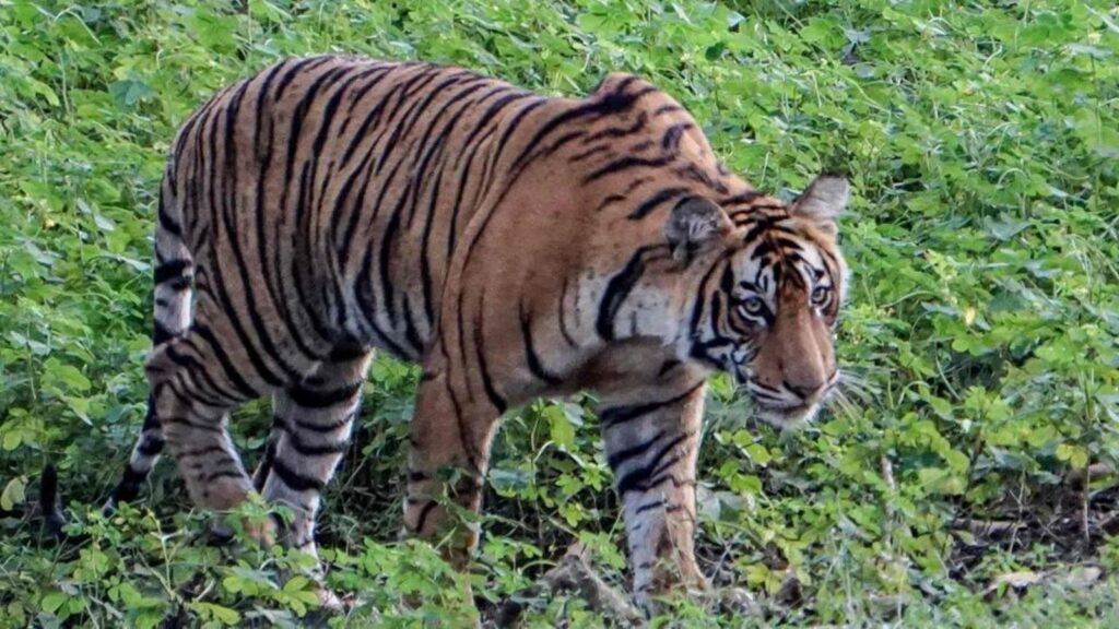 Ranthambore’s tigers and their shrinking habitats