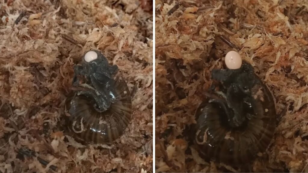 Rare moment caught on camera: Snail lays eggs through its neck in viral video | Trending