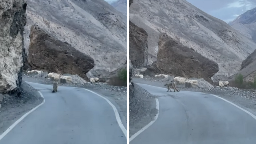 Rare predator caught on camera: Snow leopard casually strolls past stunned tourists in Spiti Valley | Trending