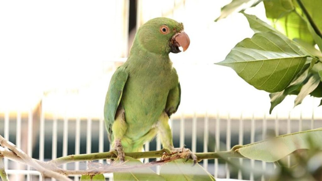 Rescued parakeet gets new lease of life, beak after rare surgery