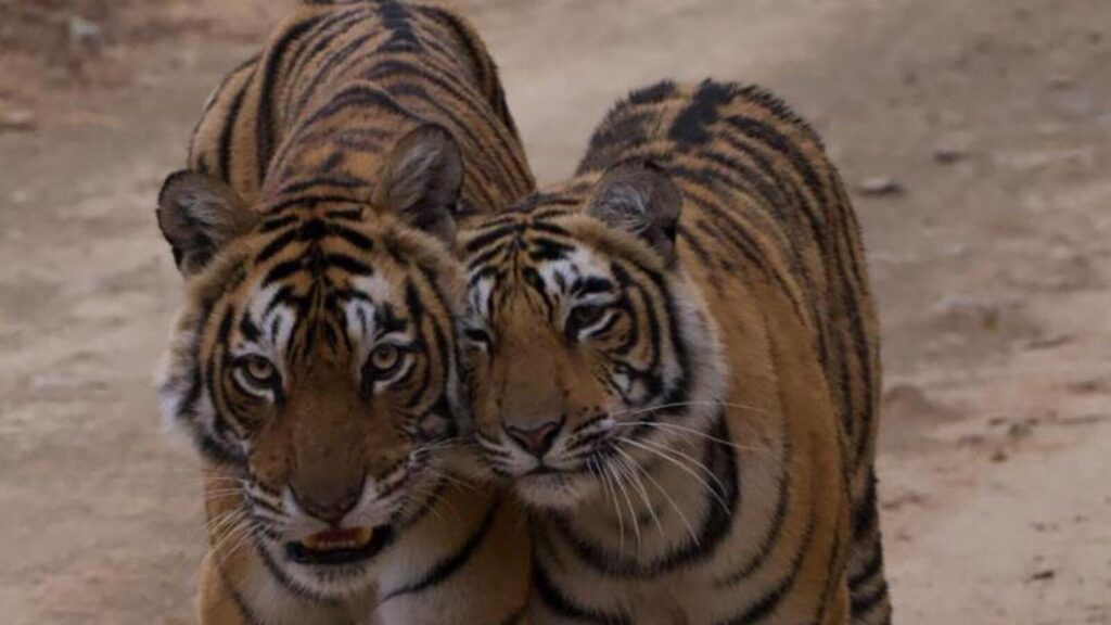 Same tiger behind ranger’s death and April 16 child attack at Ranthambore: Official