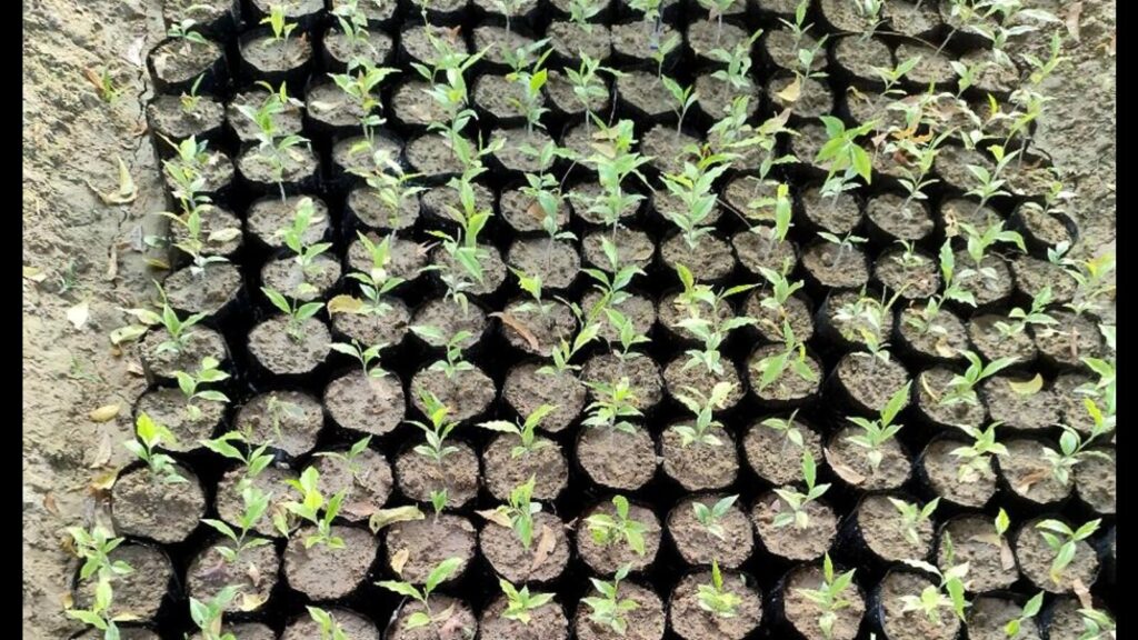 Sandalwood cultivation to boost farmers’ income in Prayagraj, Bundelkhand region