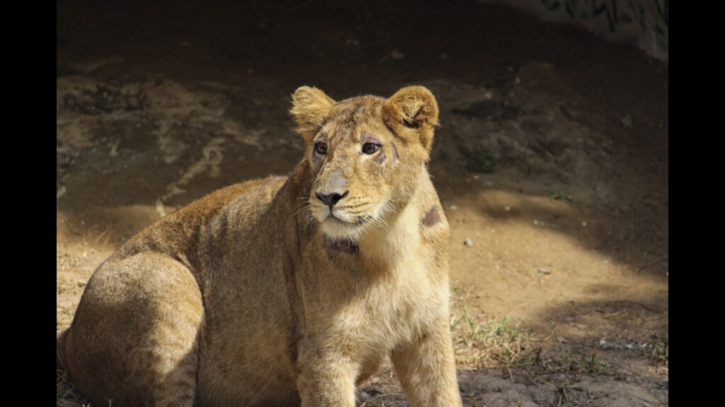 The next stage in protecting Asiatic lions