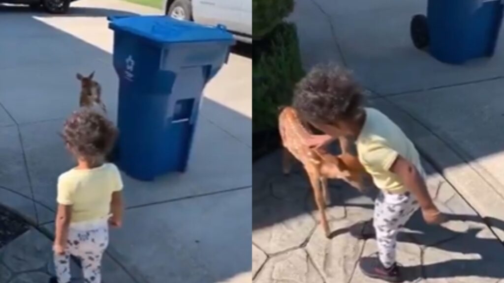 Toddler’s heartwarming interaction with baby deer delights the internet: ‘Pure innocence on display’ | Trending