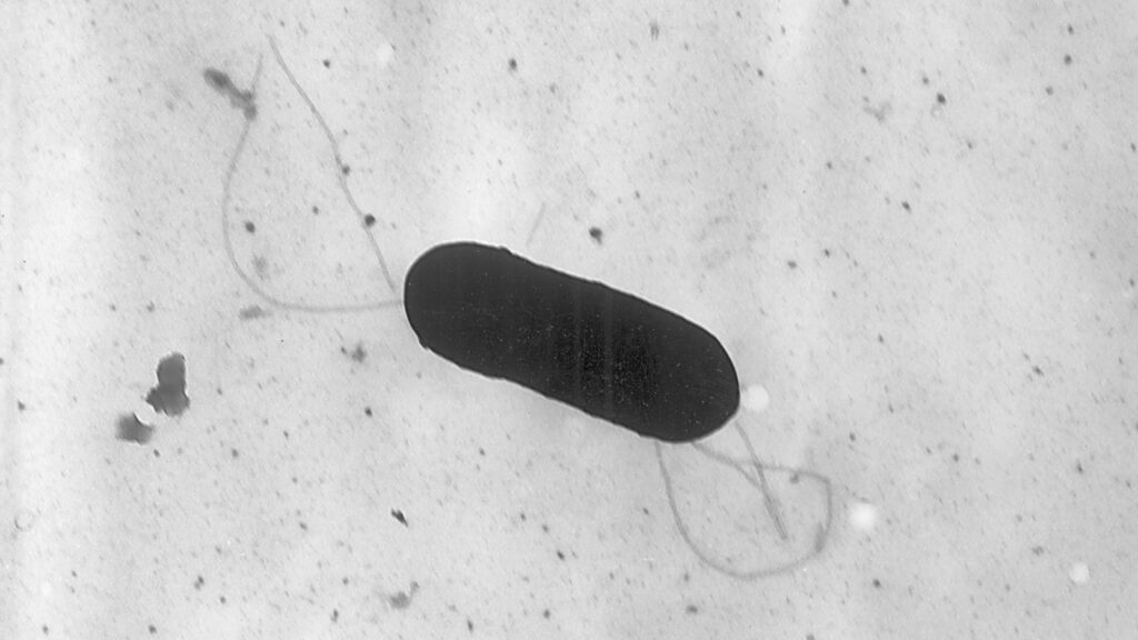 US listeria outbreak: At least 10 people hospitalised after eating contaminated food