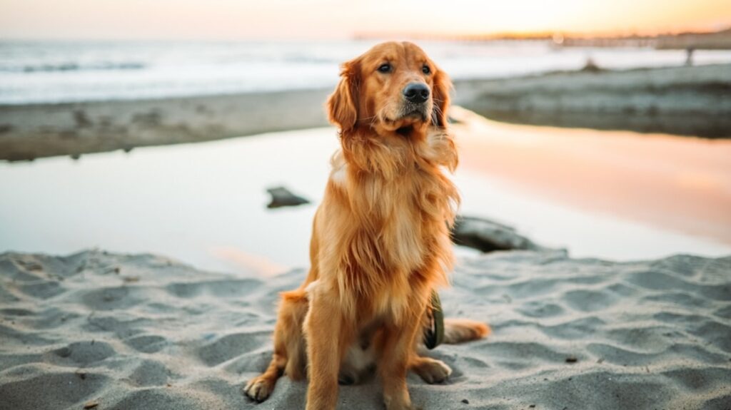US man dies after trying to rescue dog from waters at San Francisco’s Ocean Beach | Trending