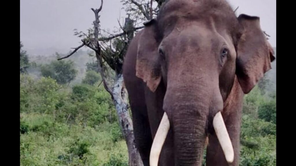 Uttar Pradesh plans to make Dudhwa global eco-tourism hotspot