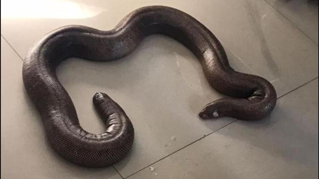 Uttarakhand police rescue red sand boa, arrest 3 for wildlife smuggling | Latest News India