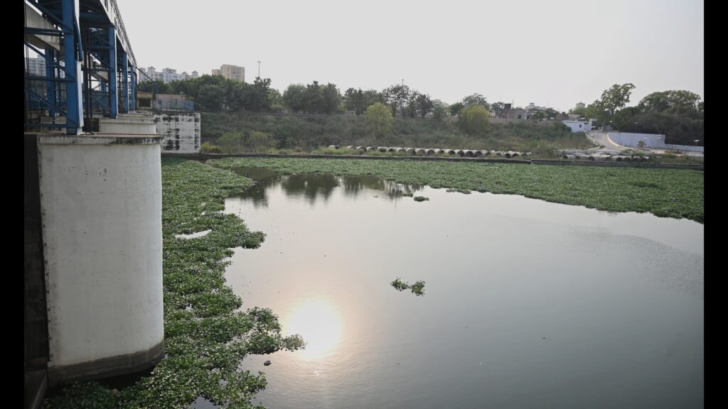 Water hyacinth spreads across Gomti, fresh clean-up drive begins